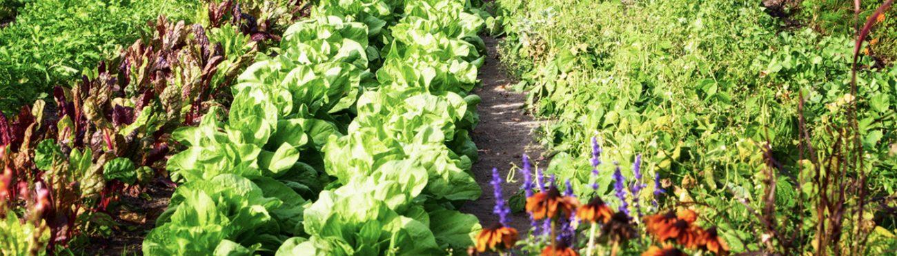Community garden